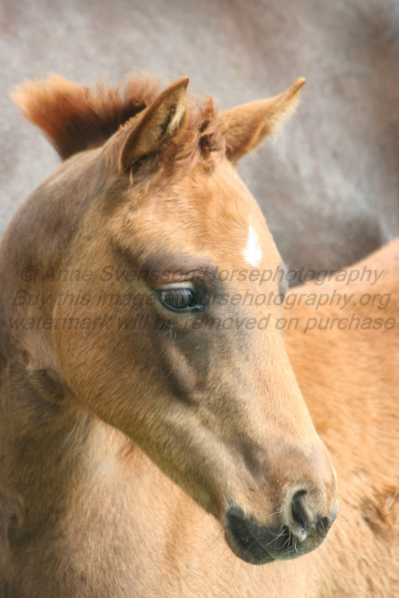 Quarter horse foal portrait