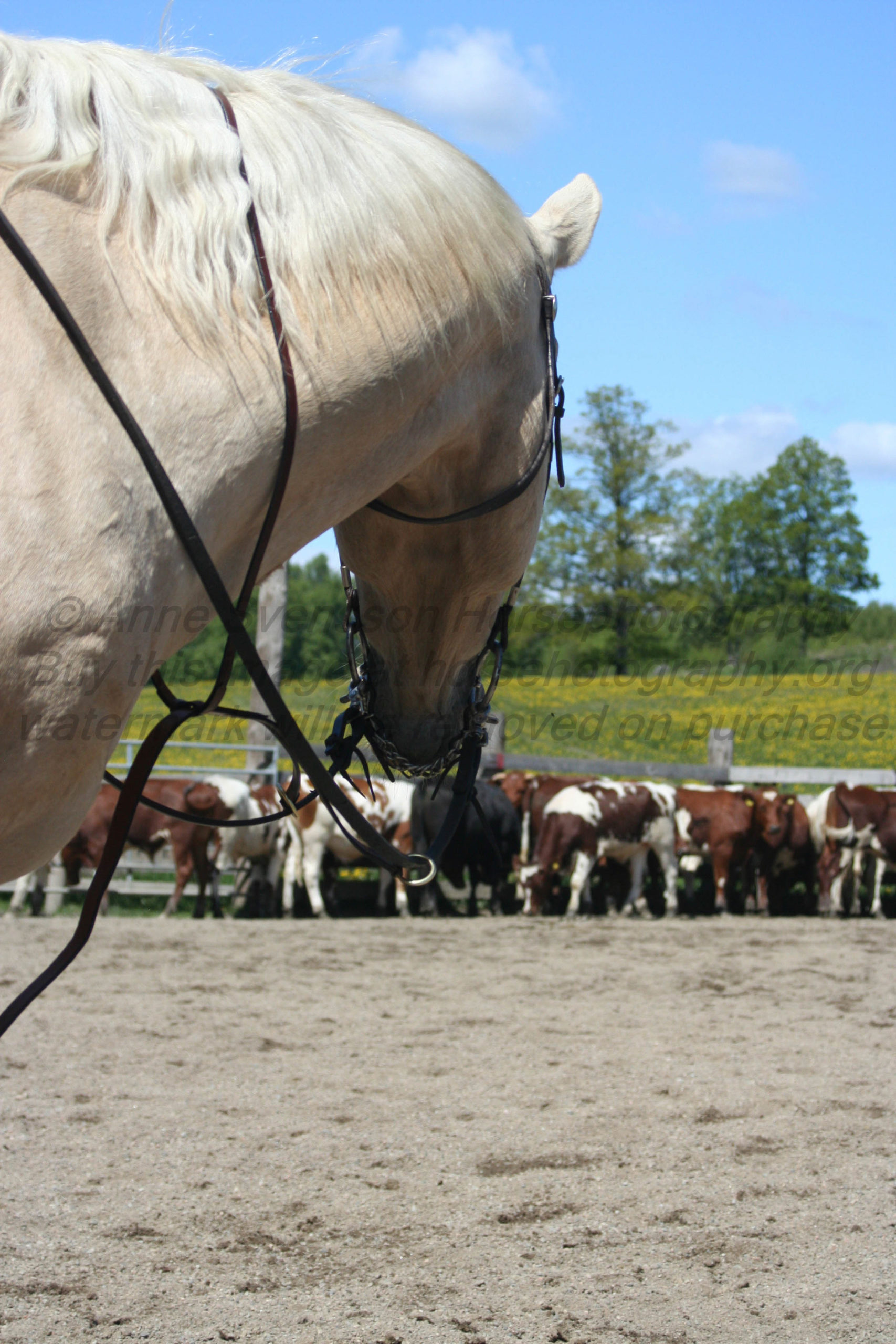 From the cowhorses point of view