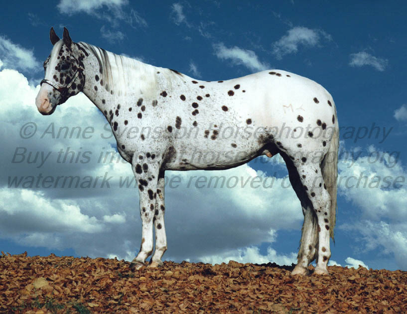 Leopard Appaloosa Stallion